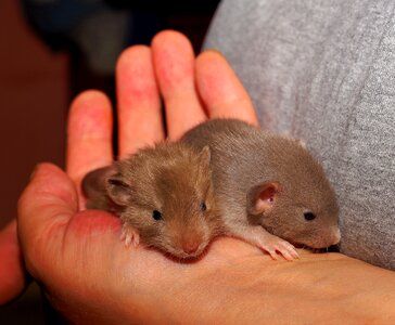 Sweet fur rodents photo