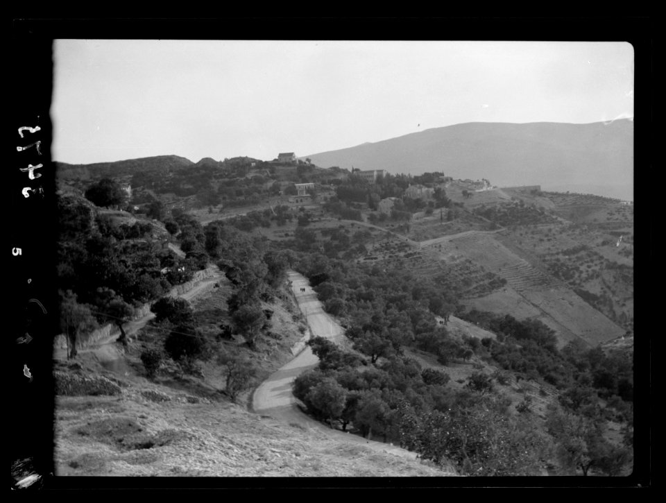 Northern views. The ascent to Safad. Among olive orchards LOC matpc.15354