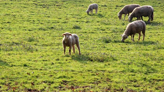 Agriculture farm sheep photo