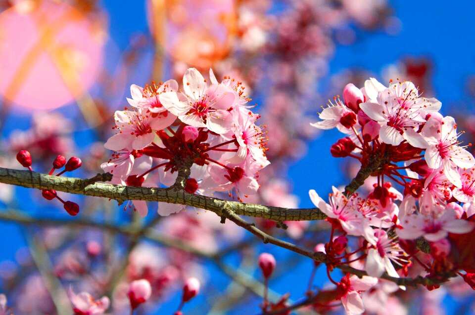 Branch flower cherry