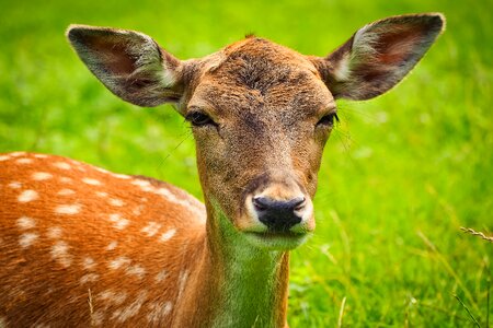 Wildlife park eat portrait