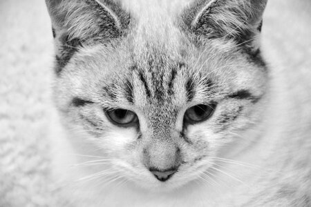 Domestic animal feline animal photo