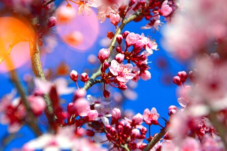 Branch flower cherry photo