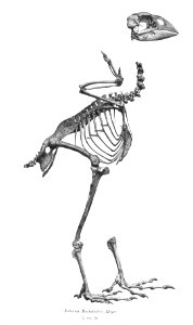 Notornis hochstetteri 34