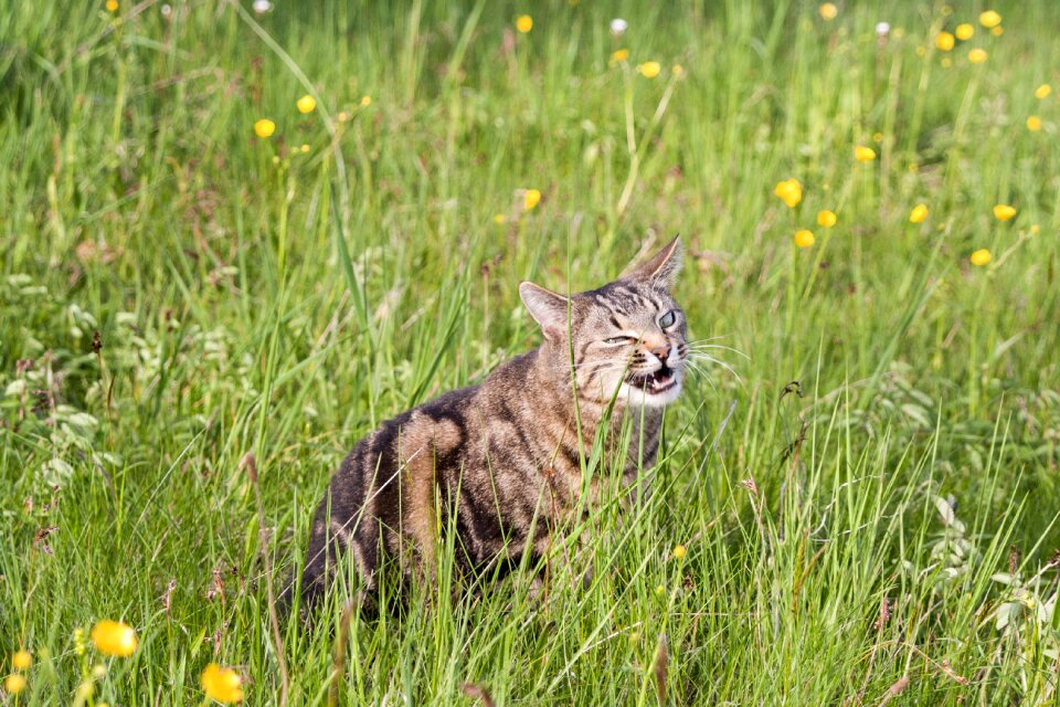 Grass eat nature