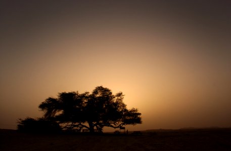 Notable Bahrain tree