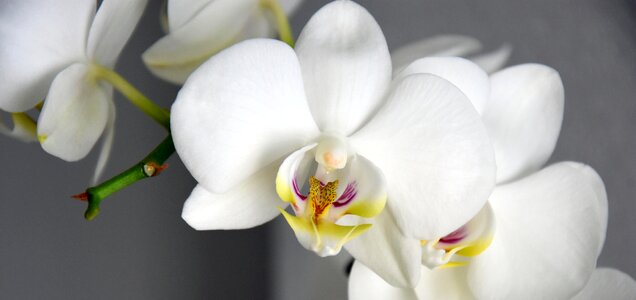 The tropical beautiful orchis