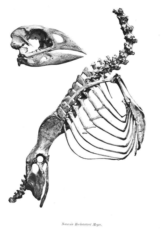 Notornis hochstetteri 35