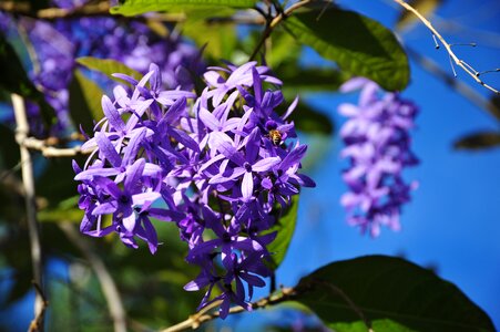 Bloom tropical purple photo