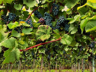 Wine grapes vineyard photo