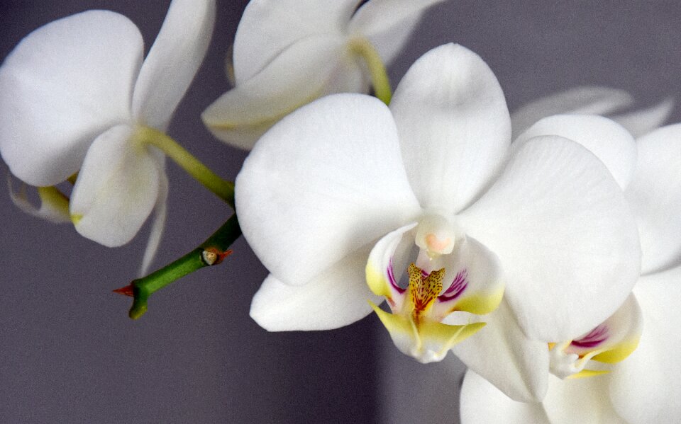 Nature orchis beautiful