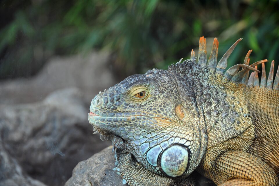 Lizard tropics exotic