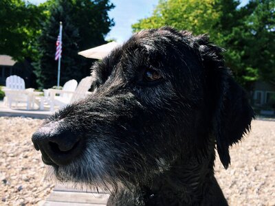 Black old pet