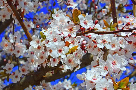 Branch flower cherry photo