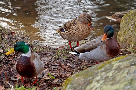 Animal world mallard water bird