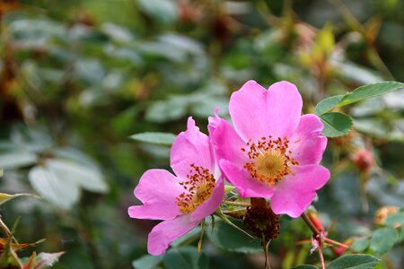 Nature garden pink flowers