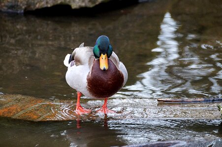 Waters puddle duck photo