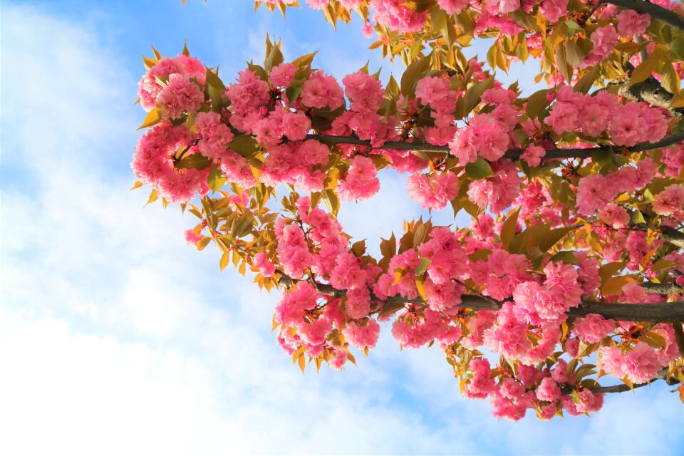 Tree blooming bud