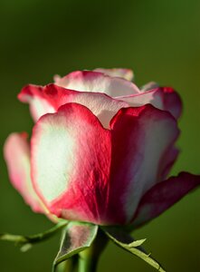 Decoration decorative floral