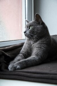 Kitteh domestic furry
