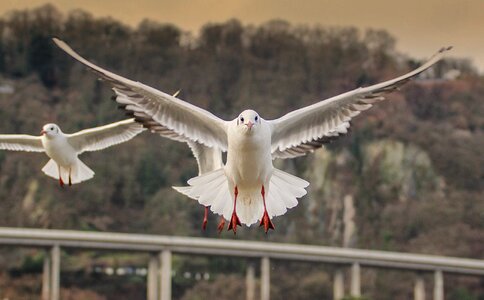 Flight nature animal world