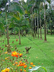 Garden nature palm trees photo