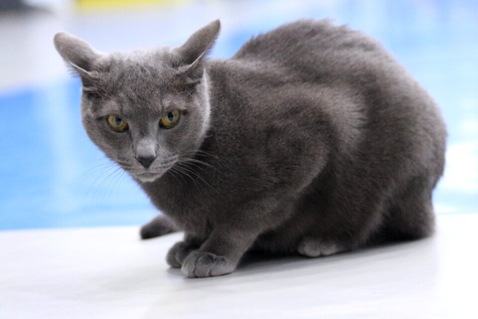 Cat russian blue Free photos