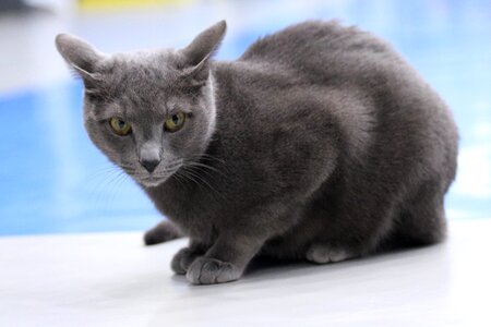Cat russian blue Free photos