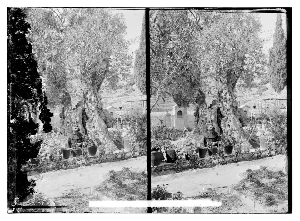 Old Olive tree in Gethsemane LOC matpc.11378