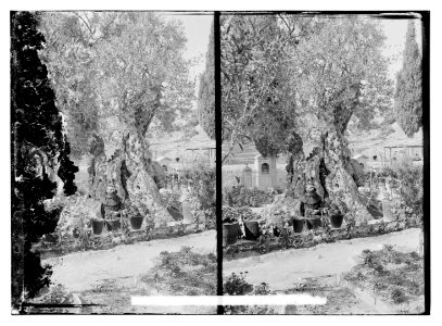 Old Olive tree in Gethsemane LOC matpc.11378