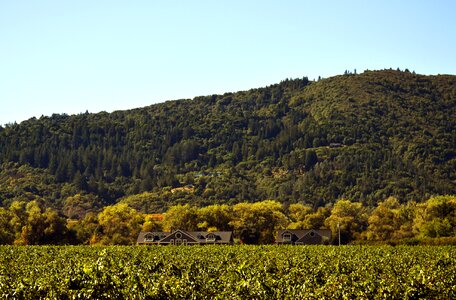 Agriculture wine vineyard photo