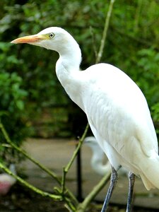 Birds heron animals