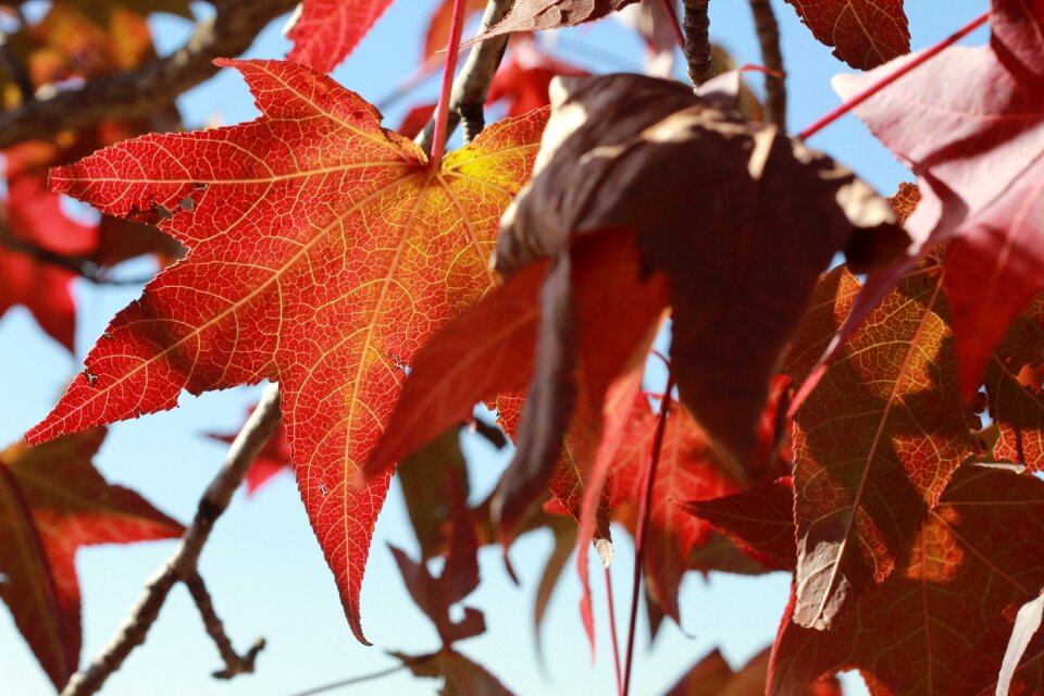 Winter autumn dry leaves
