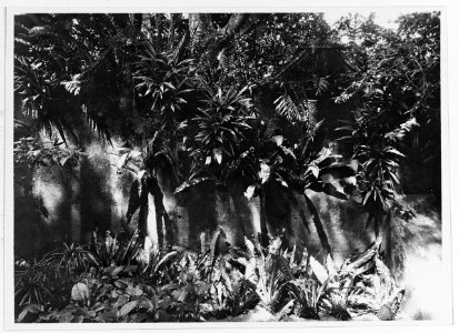 Old wall at palace, Agana, Guam, 7 October 1929