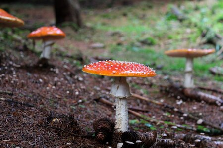 Forest toadstool mushrooms