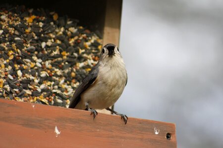 Wildlife bird feeder titmouse photo