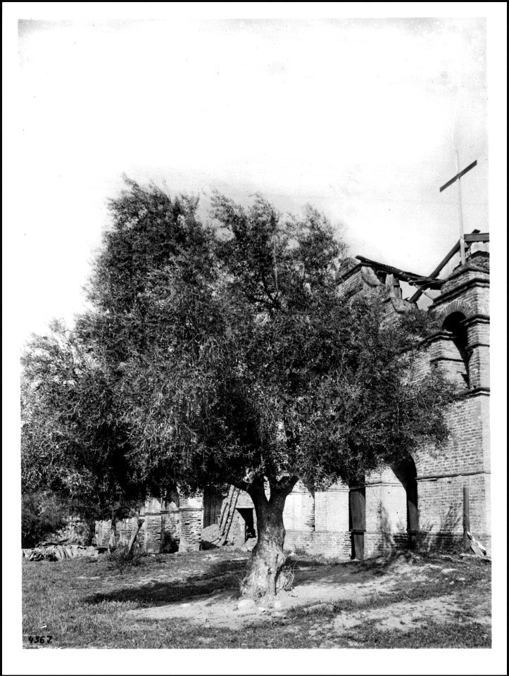 Old olive trees in front of the fachada of Mission San Antonio de Padua, California, ca.1906 (CHS-4367)