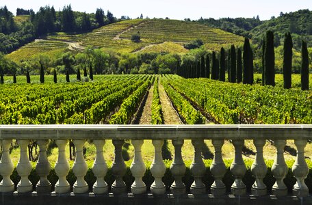 Agriculture wine vineyard photo