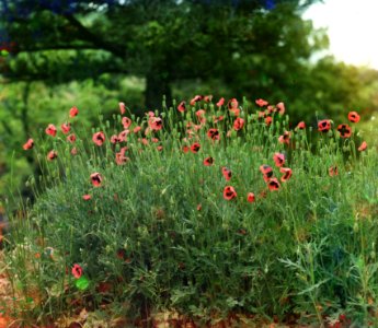 Oldpoppies