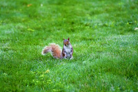 Animal little cute
