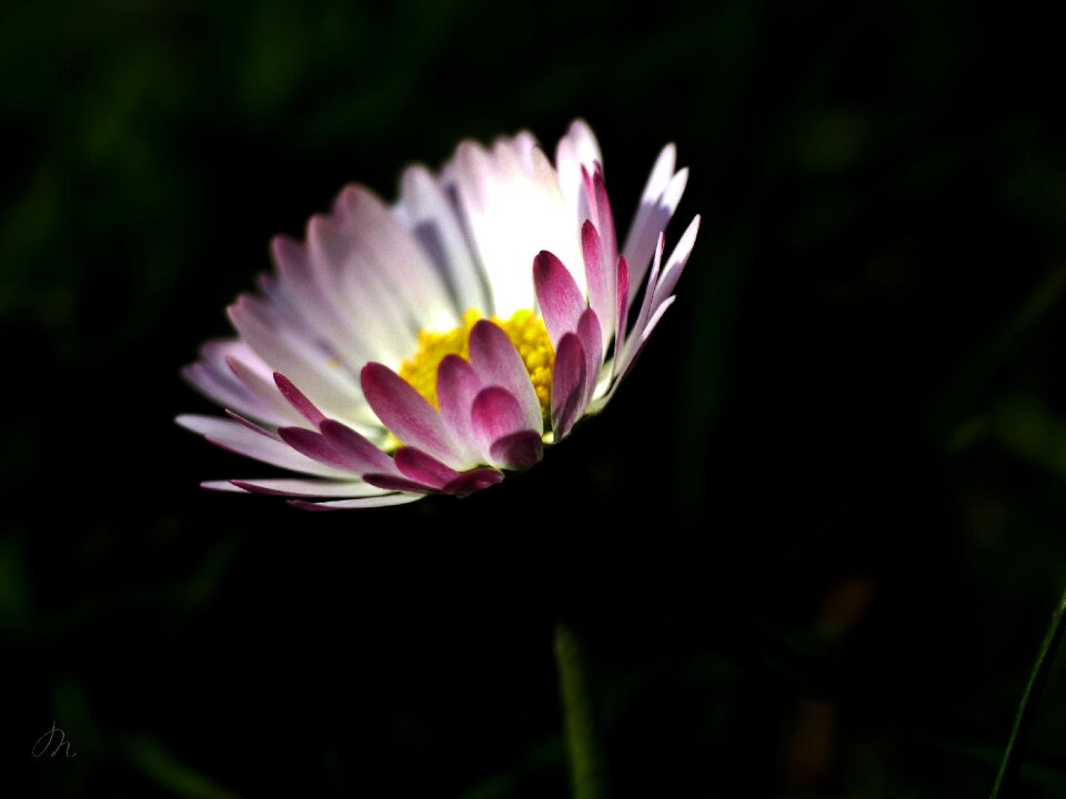 Bloom plant meadow