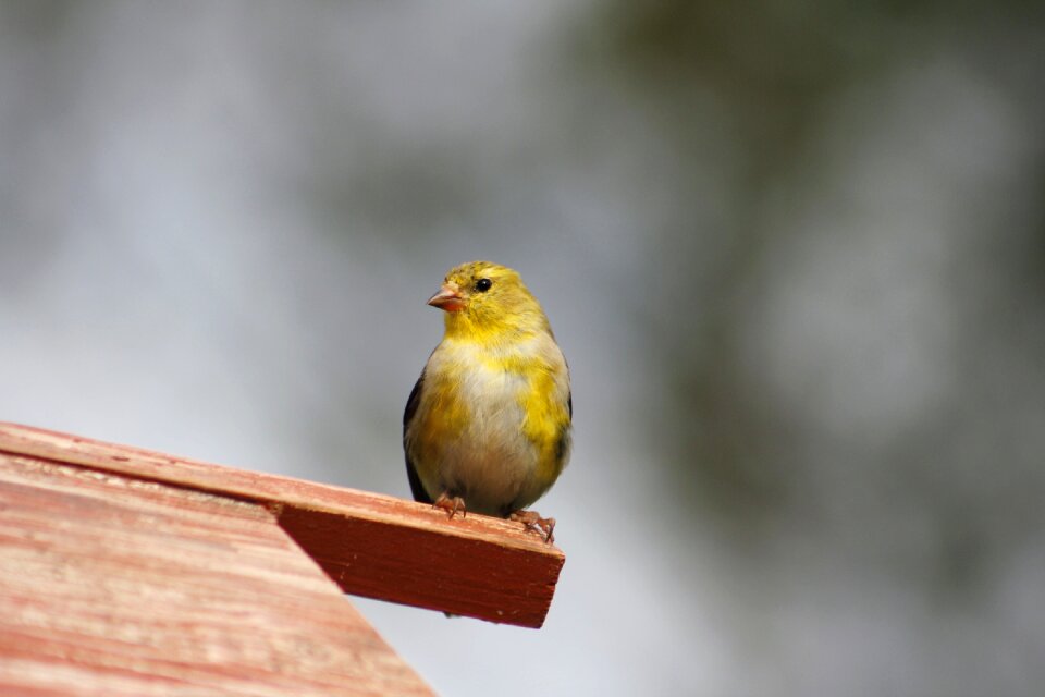 Little wildlife animal