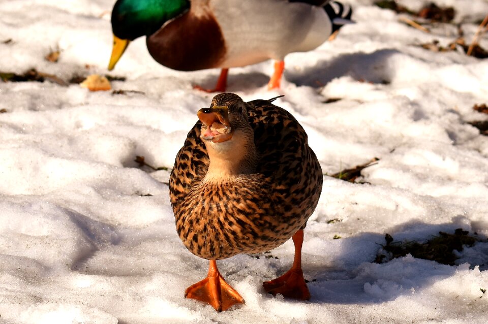 Bread snow winter
