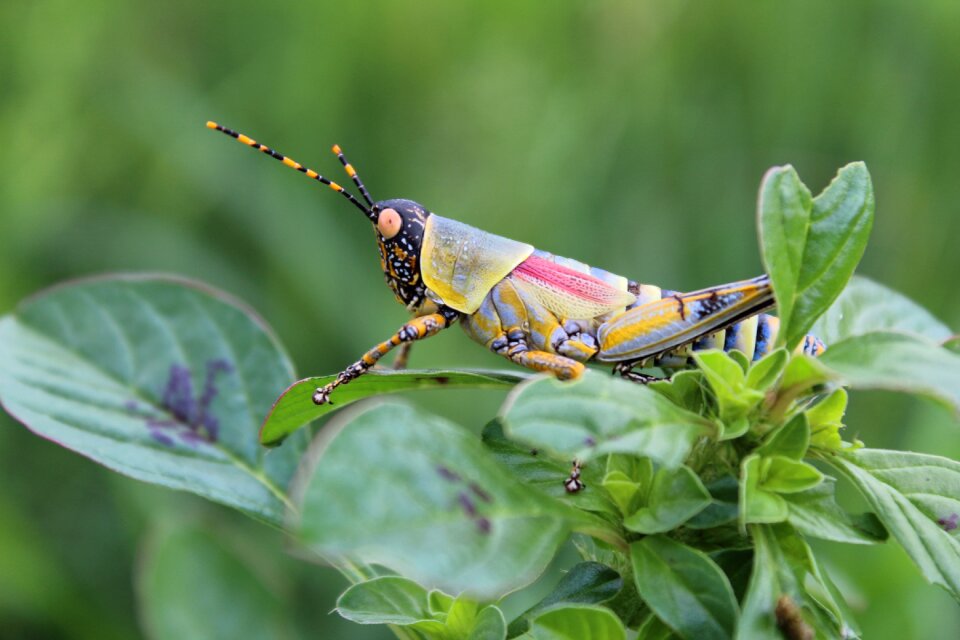 Grasshopper insect close-up