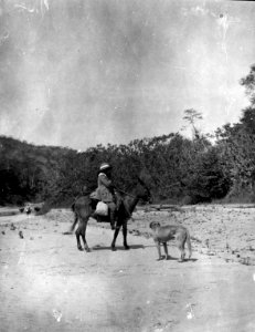 Olga Nordenskiöld och expeditionshunden Toy på stranden av Rio Grande. Lokal, Rio Grande, Bolivia - SMVK - 005874