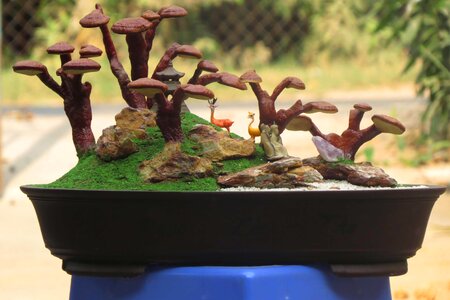 Reishi landscape ganoderma lucidum land scape linhzi bonsai