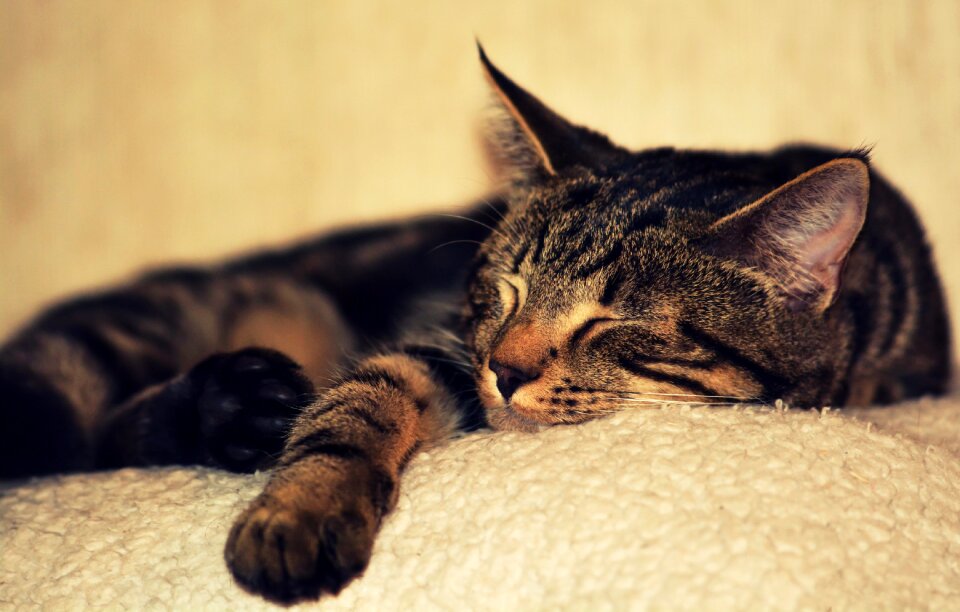 Animal kitty domestic