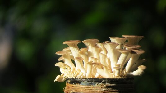 Oyster mushroom bottle yeast abalone average miniatures abalone