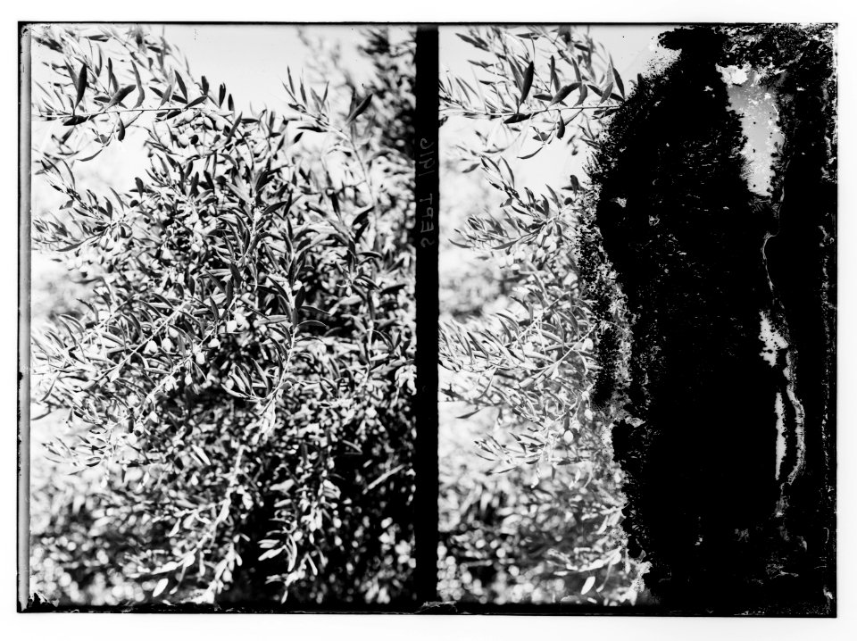 Olive tree branches LOC matpc.10218