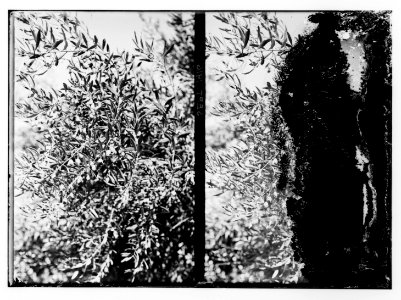Olive tree branches LOC matpc.10218